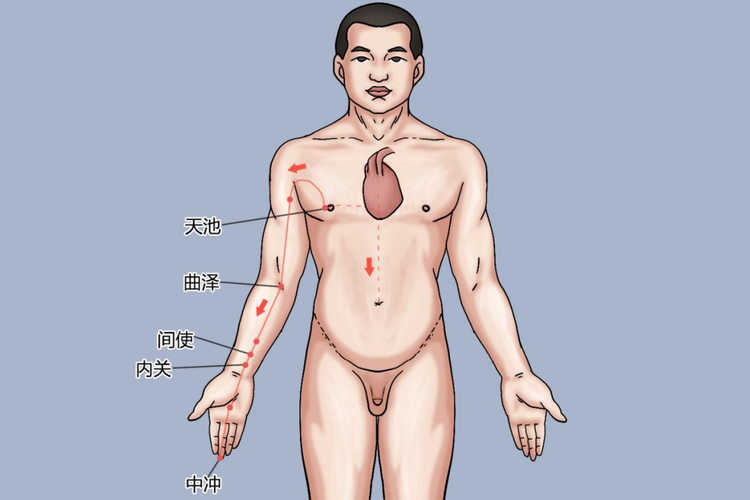 手厥阴心包经图