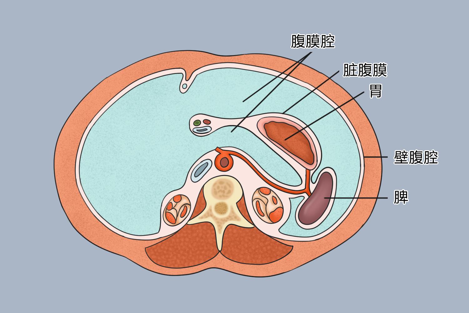 腹膜位置图 腹膜位置图