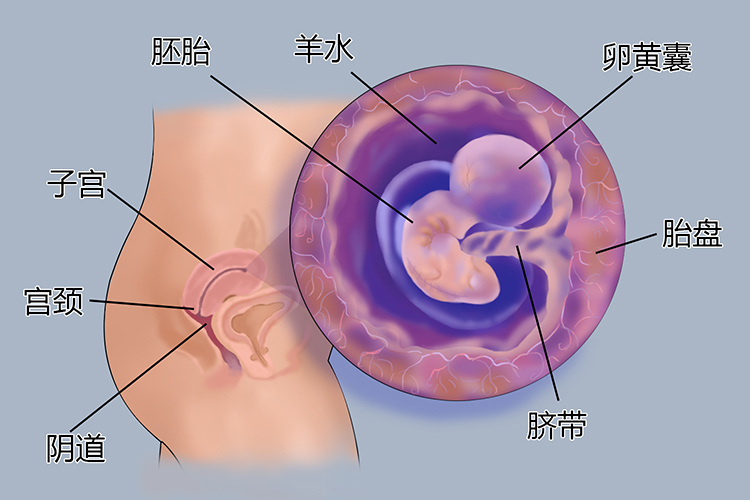 怀孕1个月胎儿图