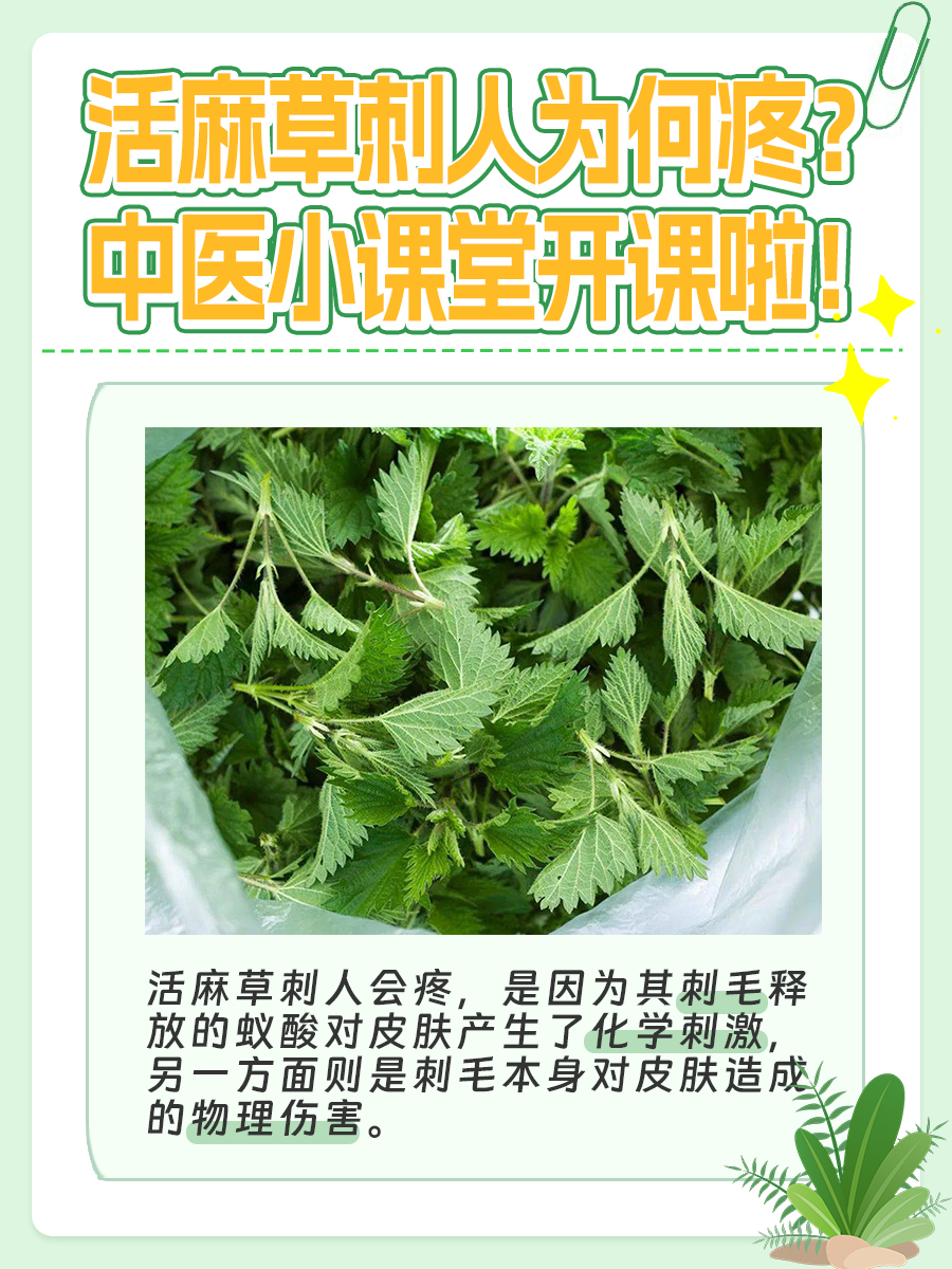 活麻草刺人为何疼？中医小课堂开课啦！