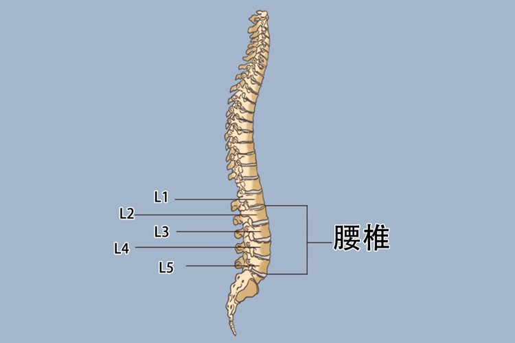 腰椎1-5位置图