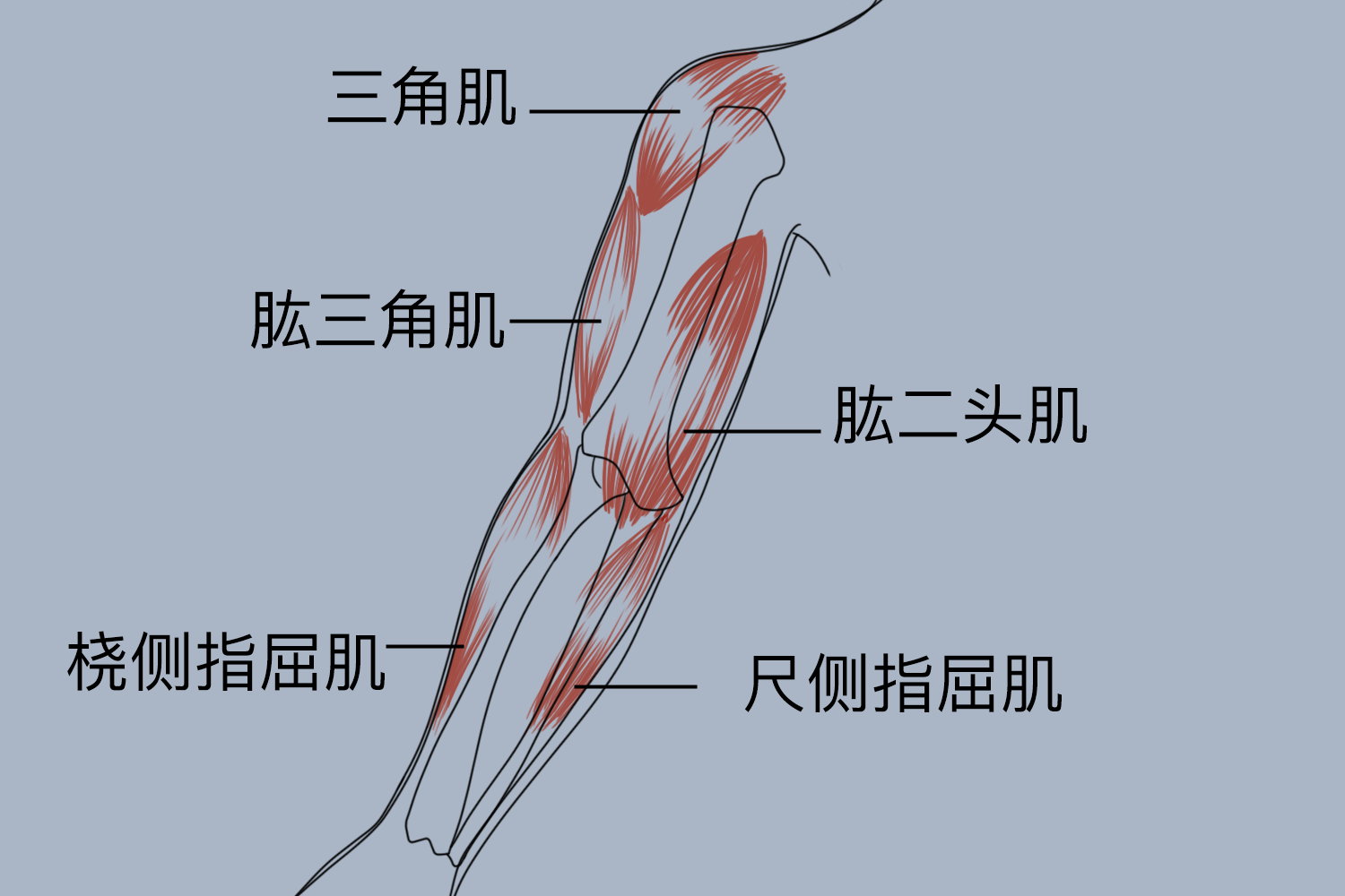图胳膊肌肉示意图功能由于胳膊骨骼轻巧,关节囊薄而松弛,韧带相对薄弱