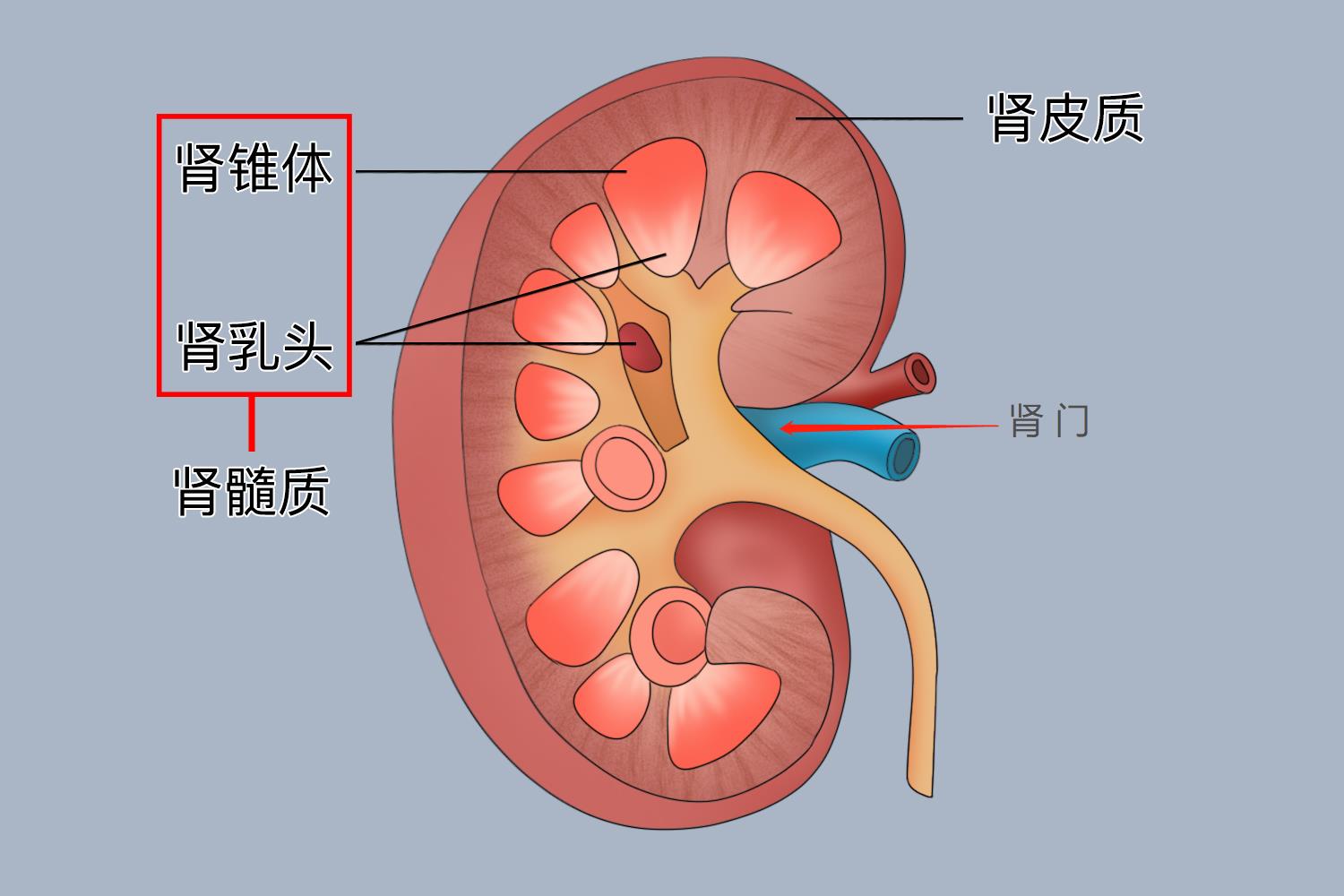 肾窦在哪个位置图片图片