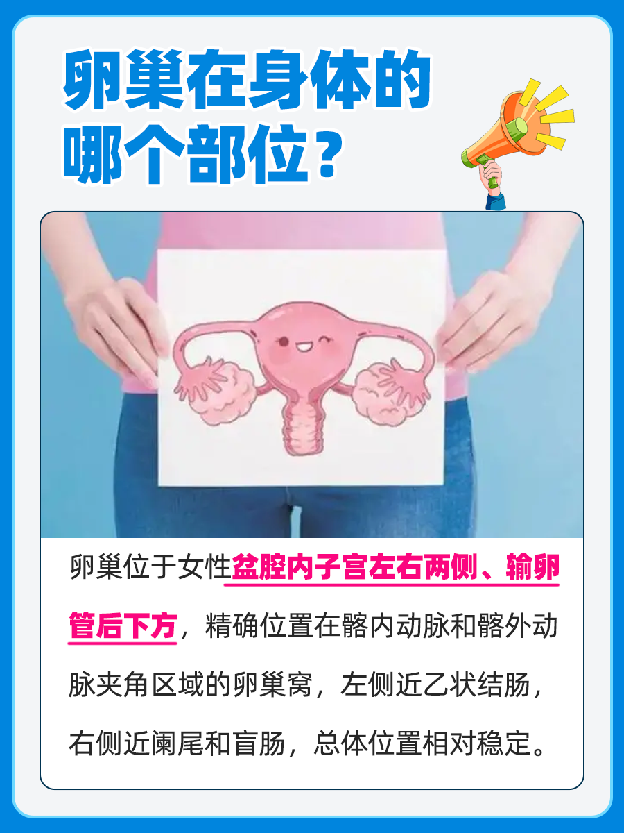 卵巢在哪里位置图片