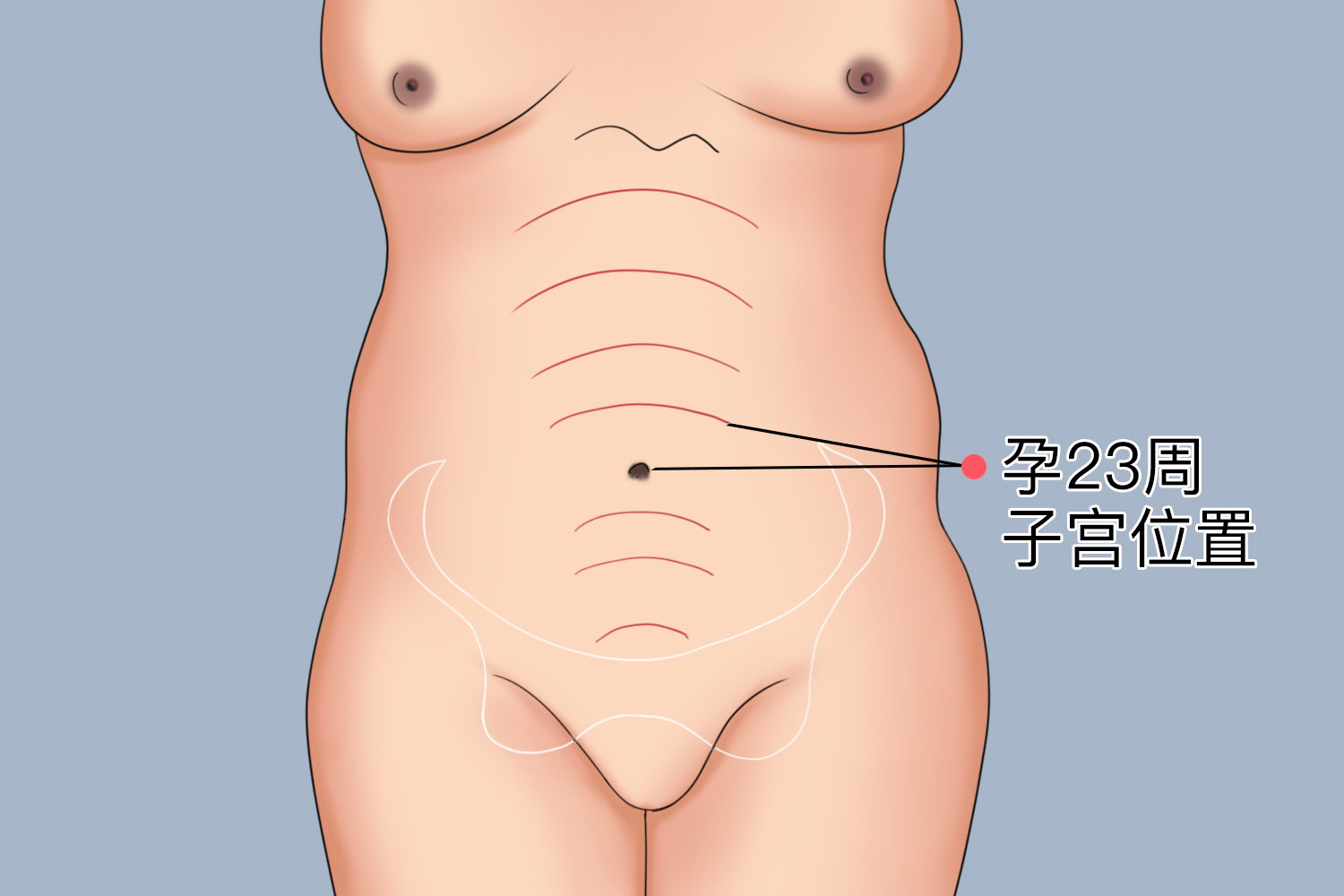孕23周子宫位置图
