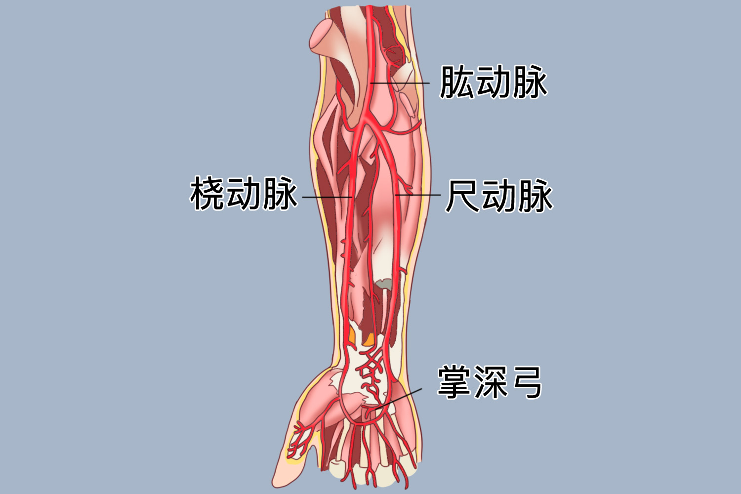 肱桡肌在哪个位置图片图片