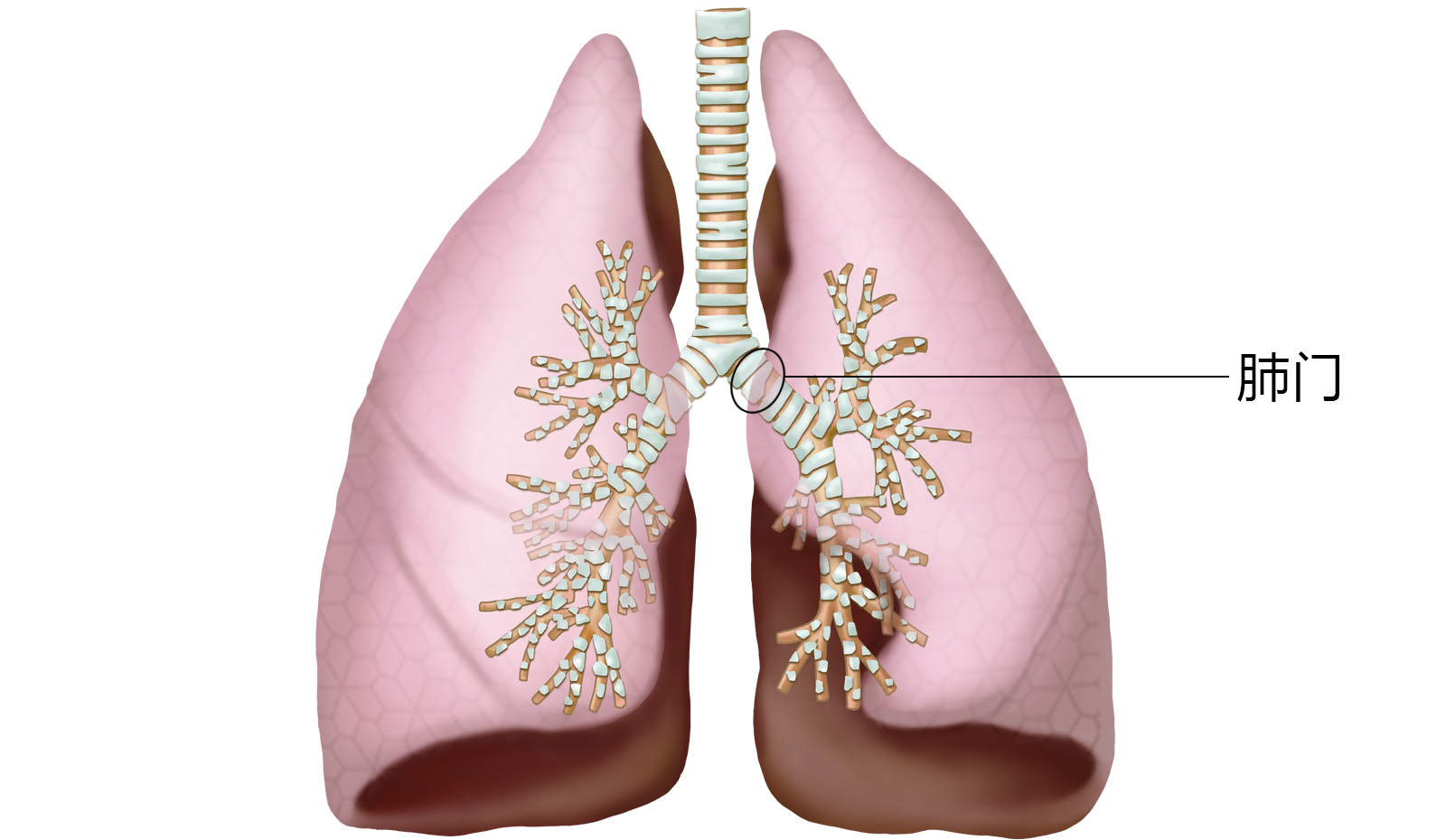 的叶支气管和肺血管的分支或属支等结构出入肺叶的部位,称第二肺门