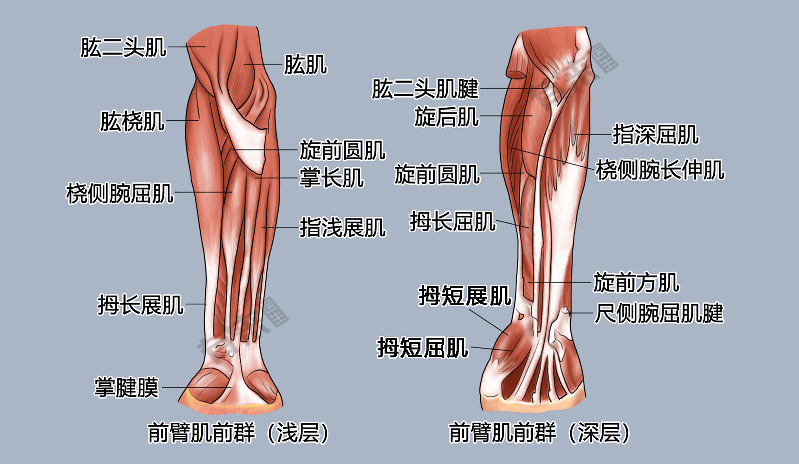 臂力器肌肉图解图片