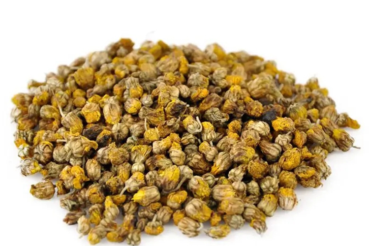 野菊花中药形态图