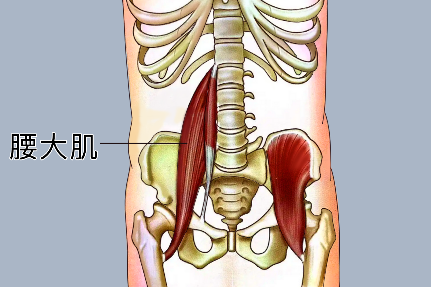 腰大肌位置图 腰大肌位置图