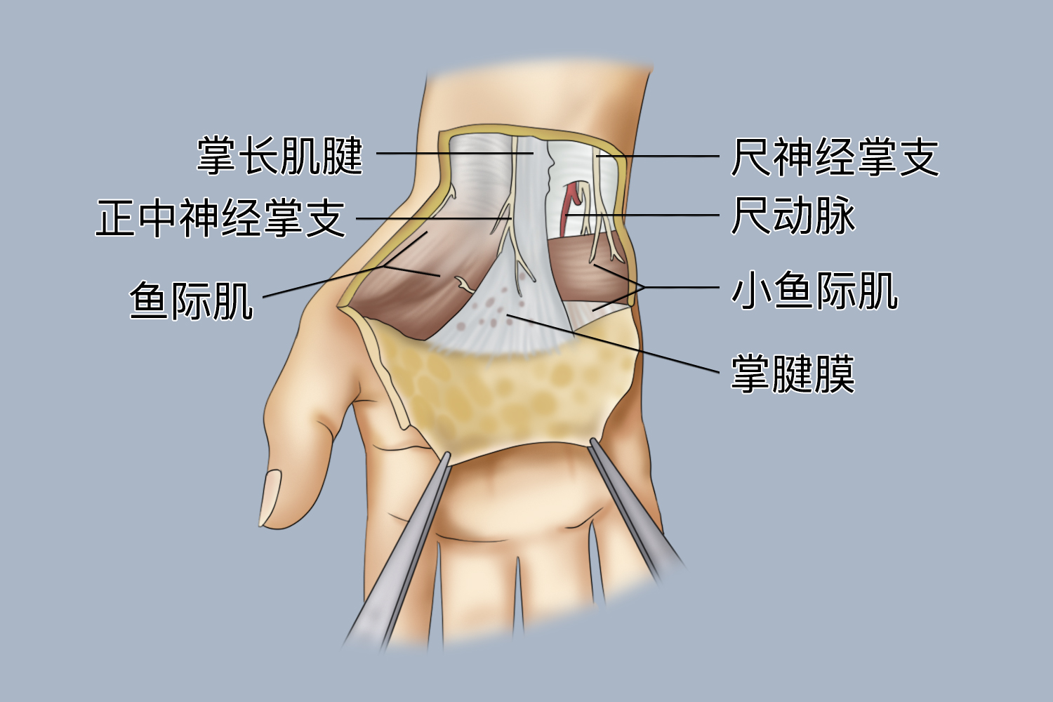 手掌结构图 手掌结构图