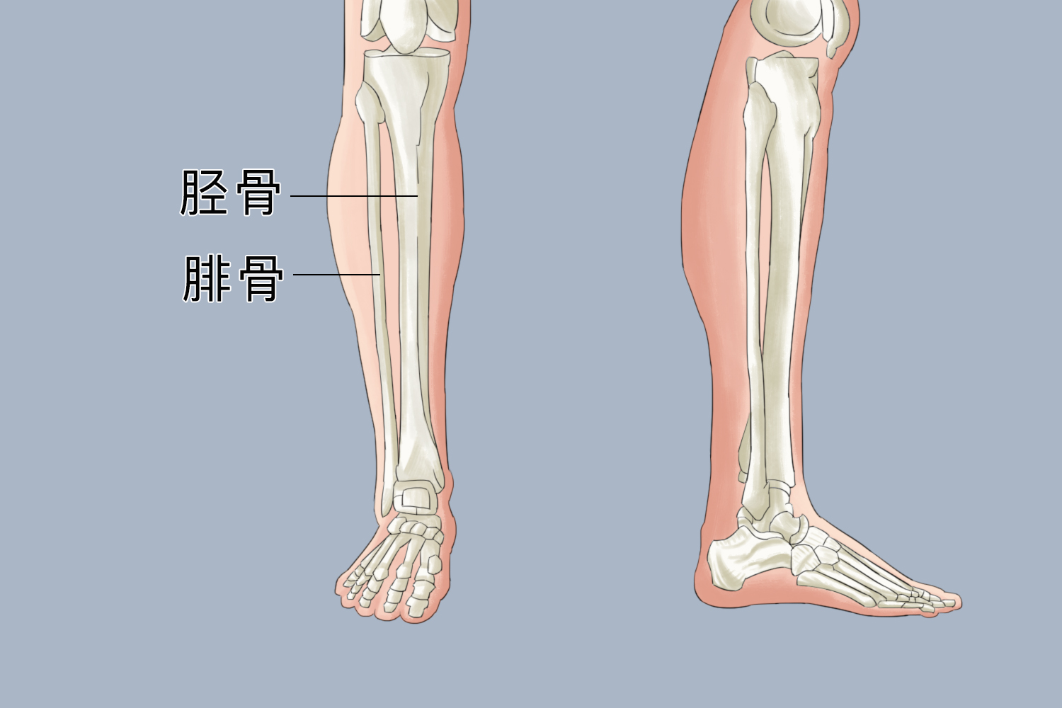 小腿骨骼图