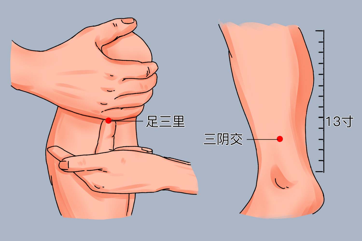 艾灸腿部位置图