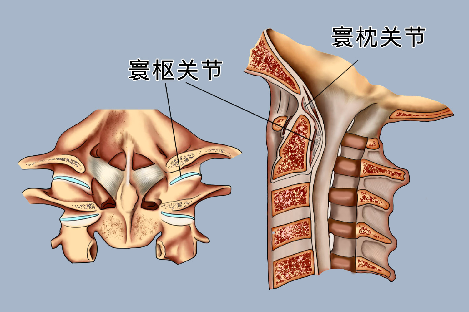 寰枕关节和寰枢关节图