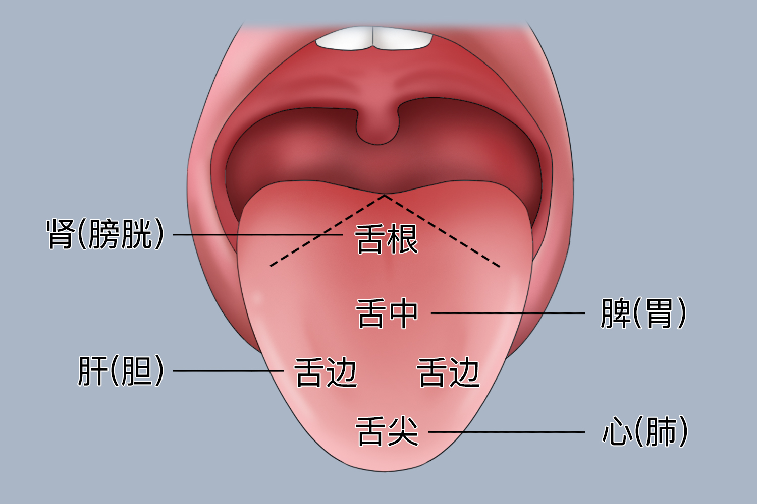 舌头反射区图