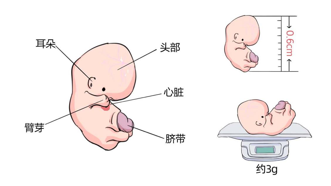 怀孕6周胎儿大小和发育标准2.png