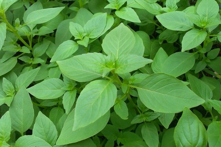 荆芥植株图 荆芥植株图