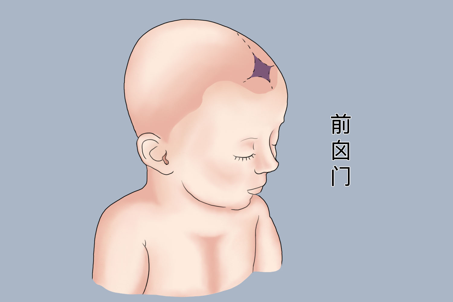 前囟门位置图