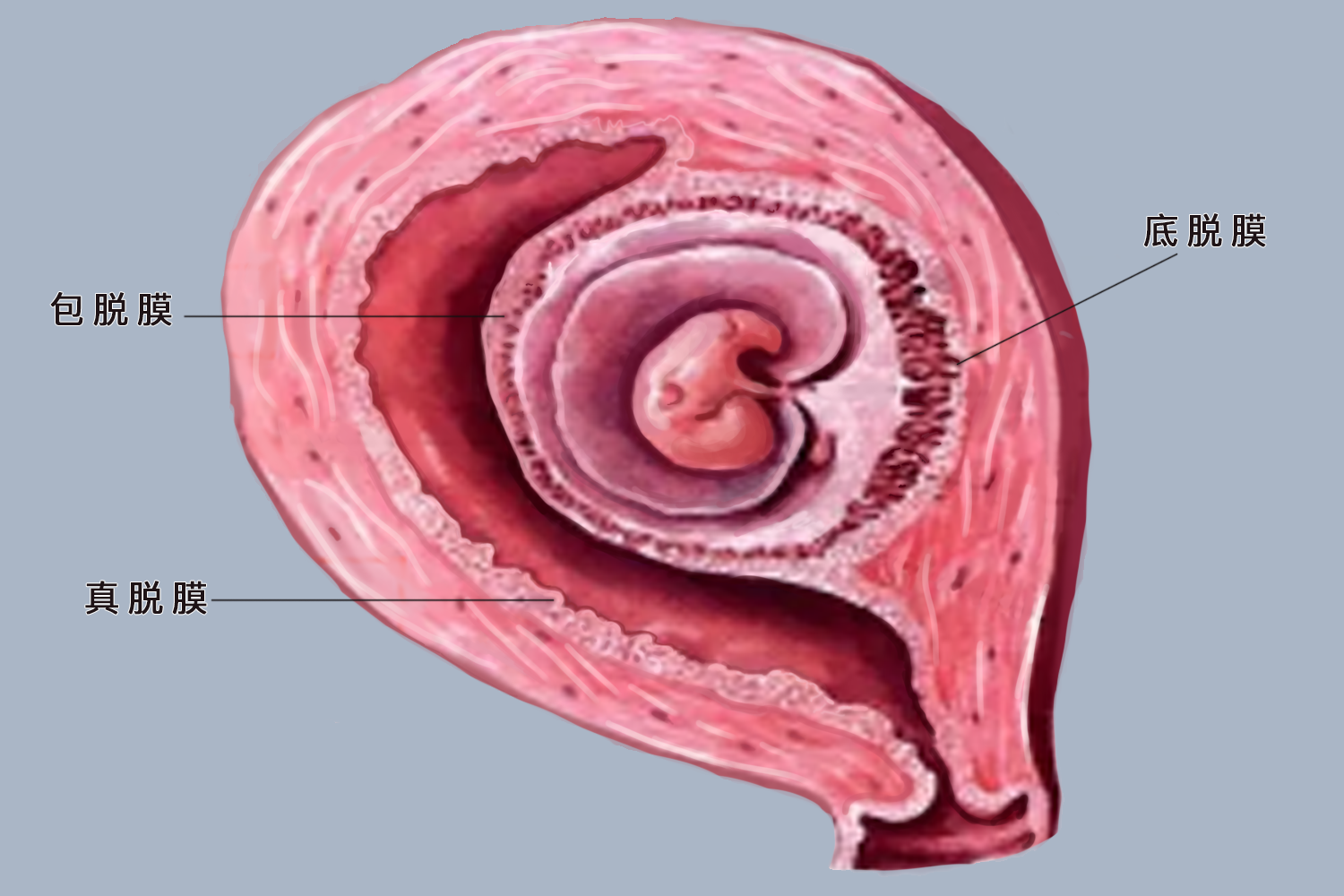 蜕膜是什么样的图片