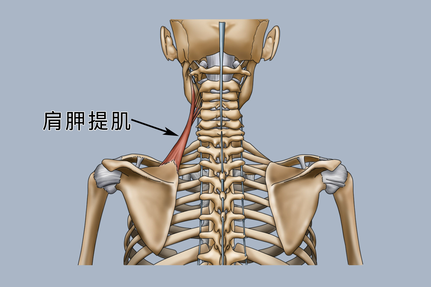 肩胛提肌肿大图片