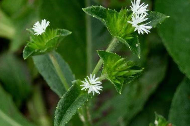 白花地胆头植株图