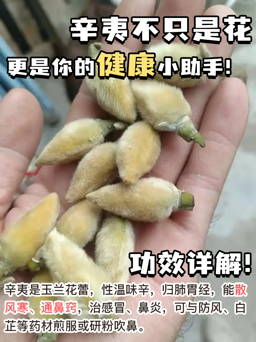 辛夷不只是花，更是你的健康小助手！功效详解！
