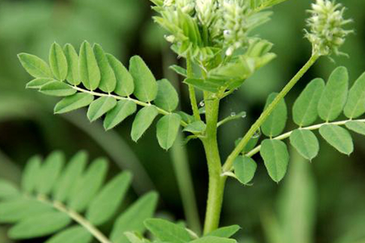 膜荚黄芪植株图