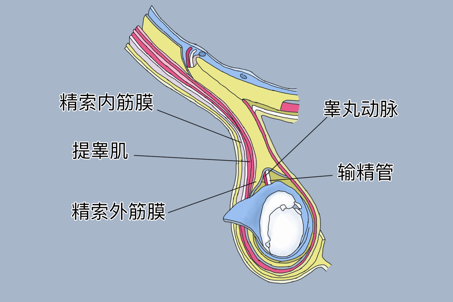 精索结构图作用精索是睾丸血液和营养供应代谢产物排出的生命线,睾丸
