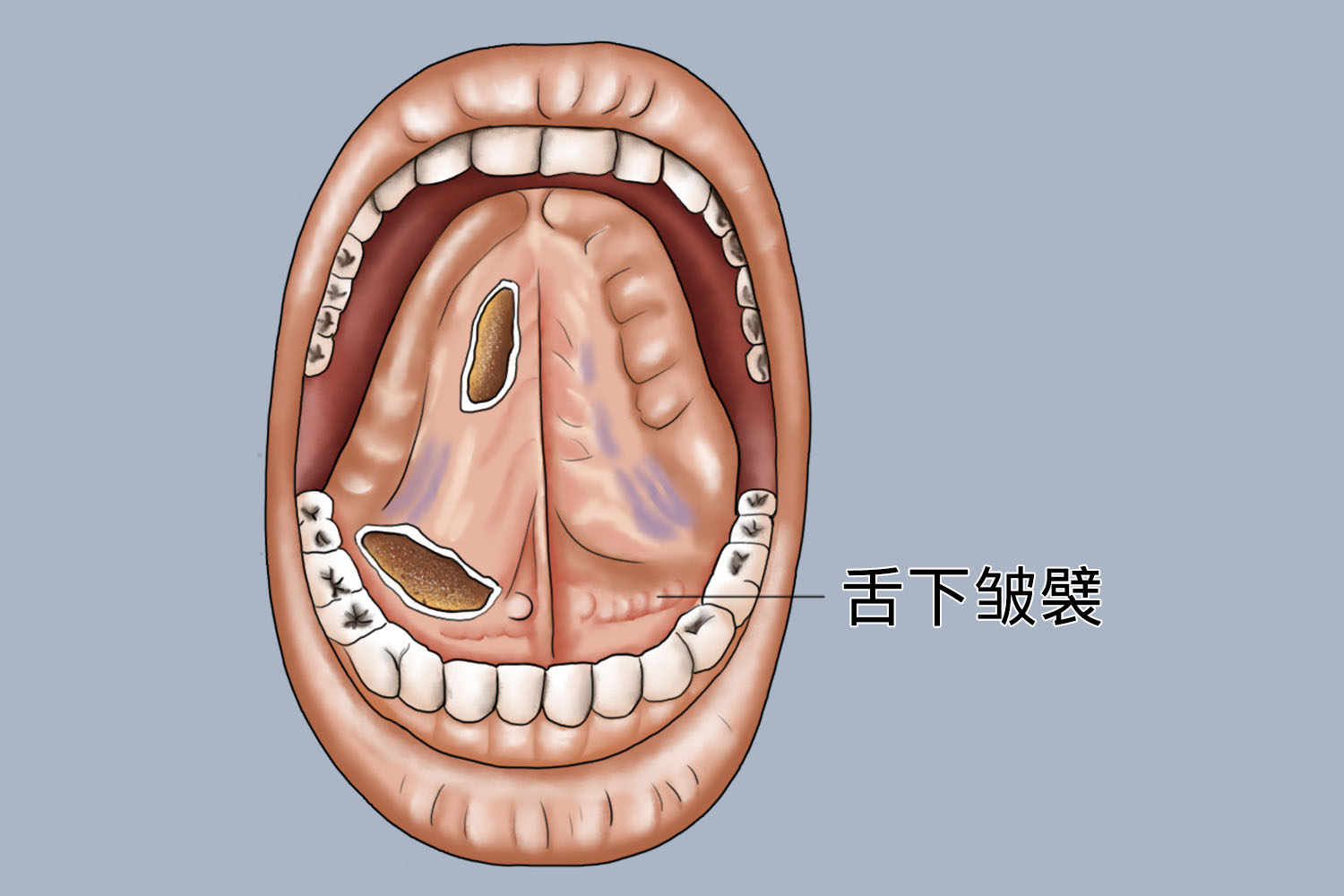 舌下构造图图片