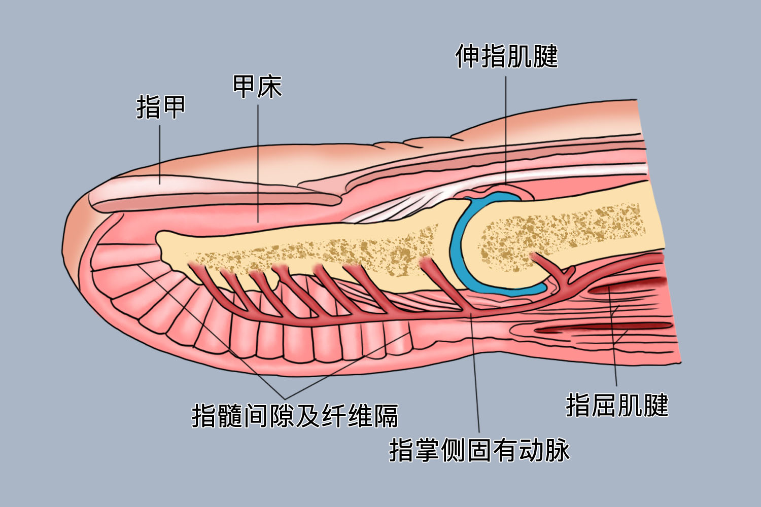 腱鞘结构图片