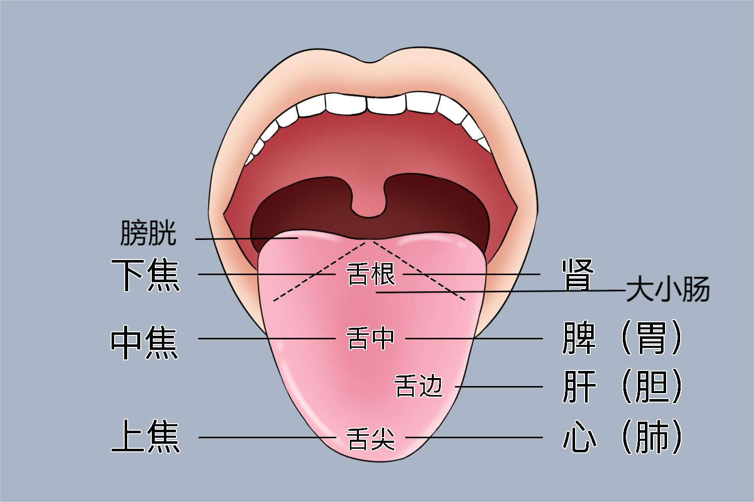 舌对应五脏六腑图