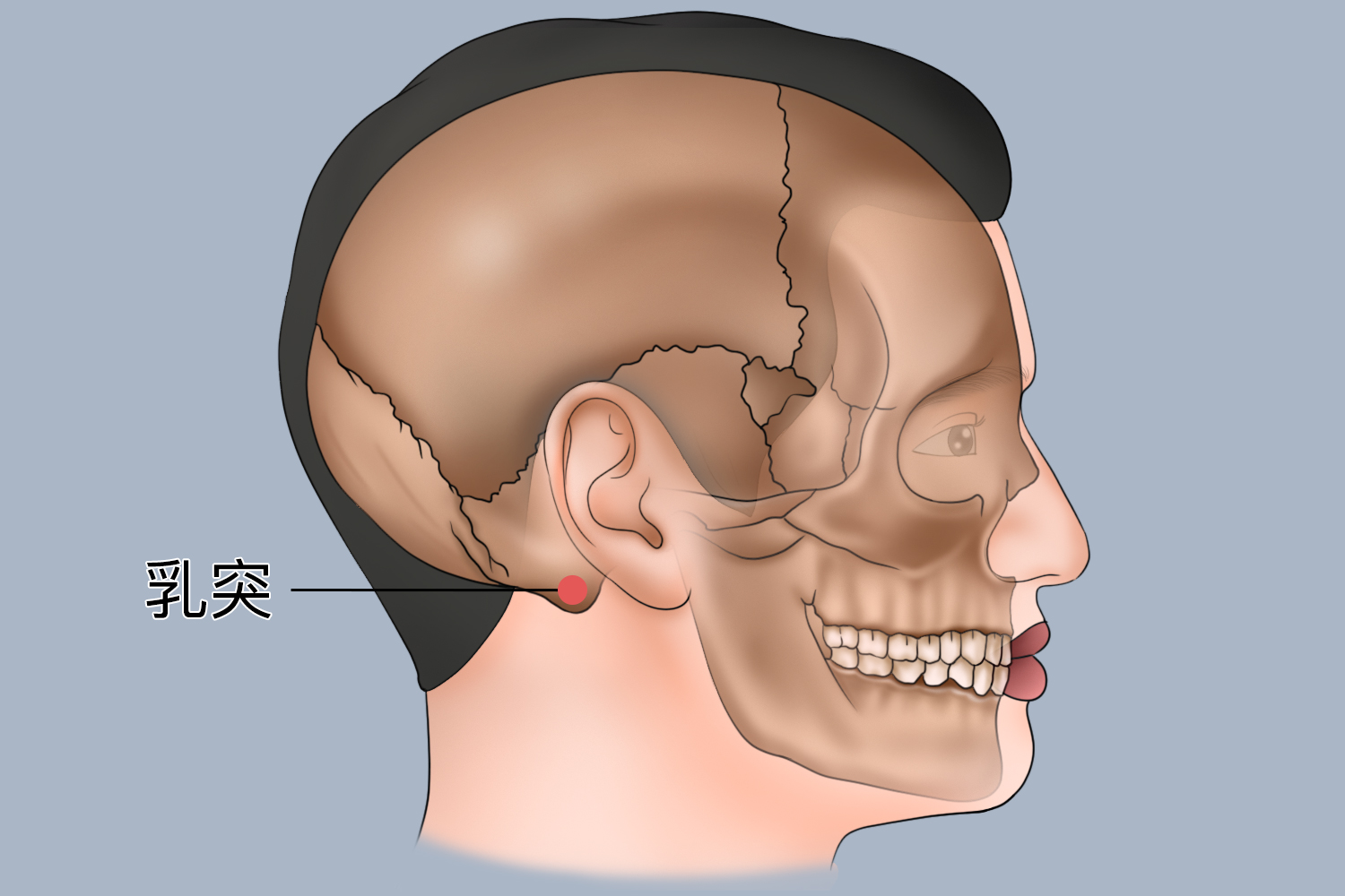耳后乳突体表位置示意图