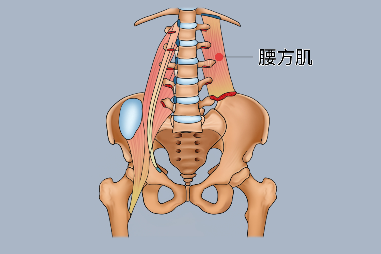 腹部肌肉解剖图_有来医生