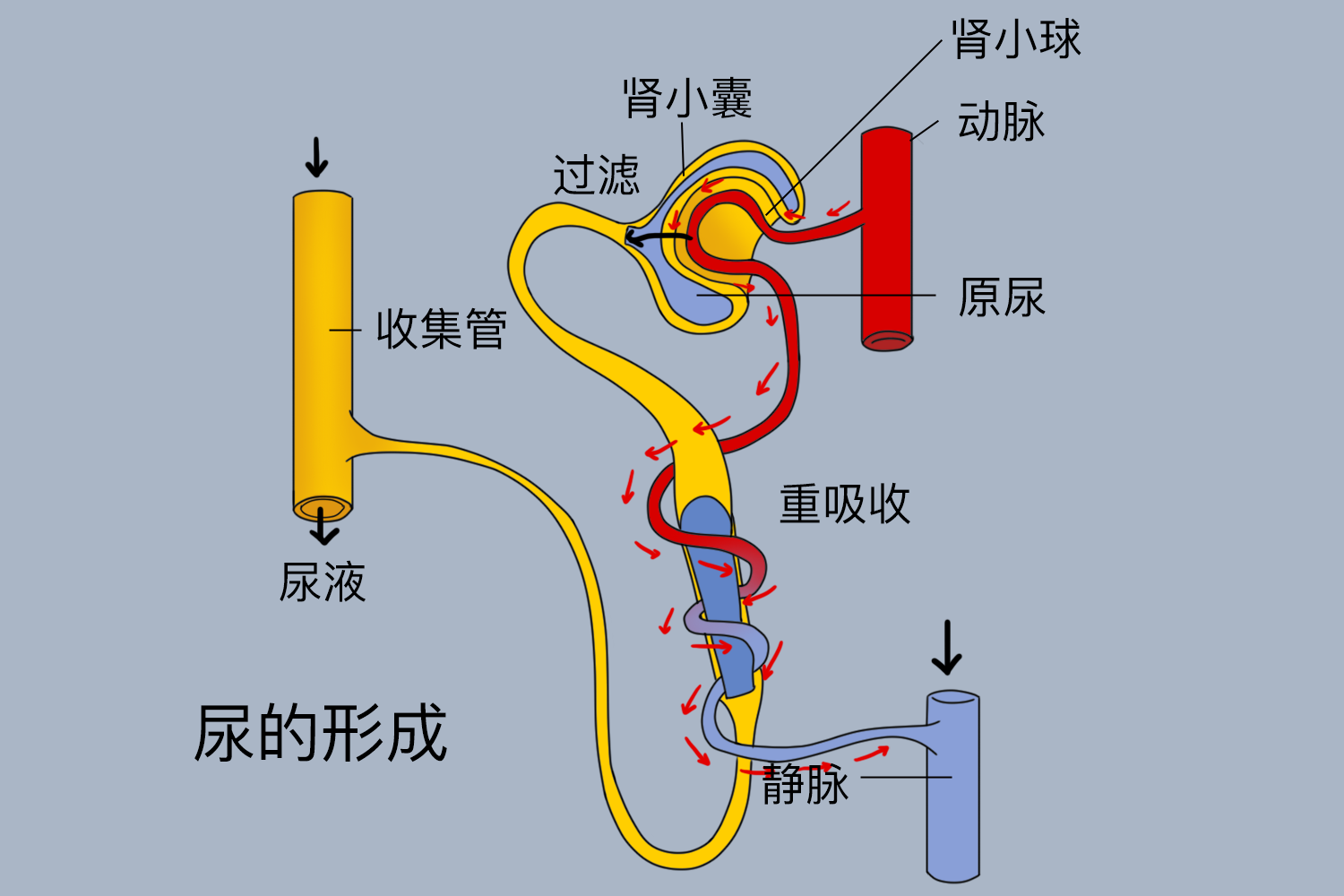 尿的形成过程图