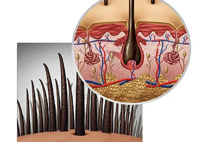 发根是哪个部位