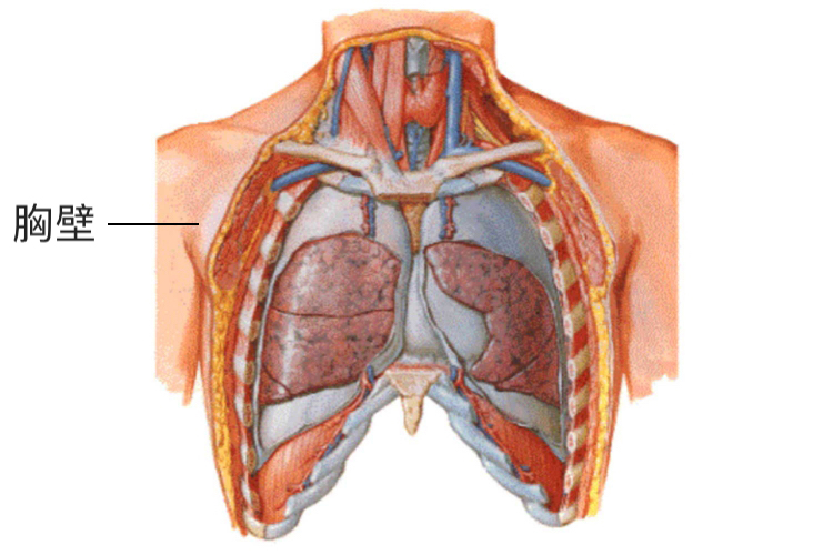 胸壁位置图