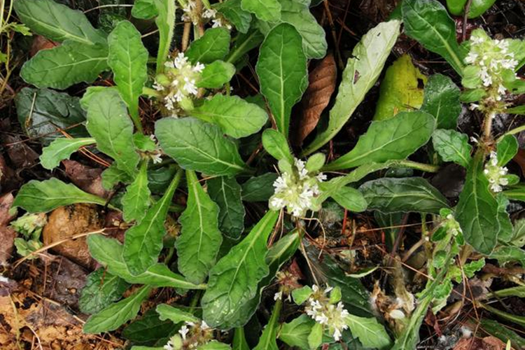 青鱼胆草植株图 青鱼胆草植株图