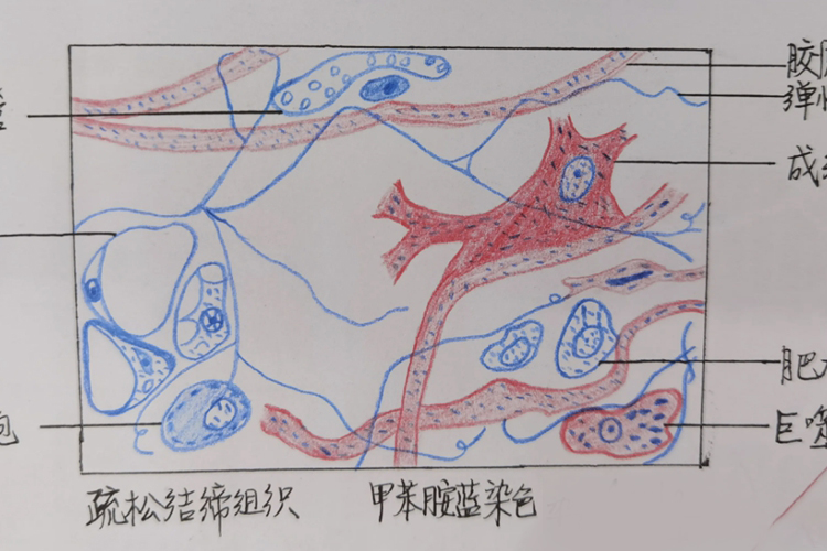 疏松结缔组织红蓝手绘图 疏松结缔组织红蓝手绘图