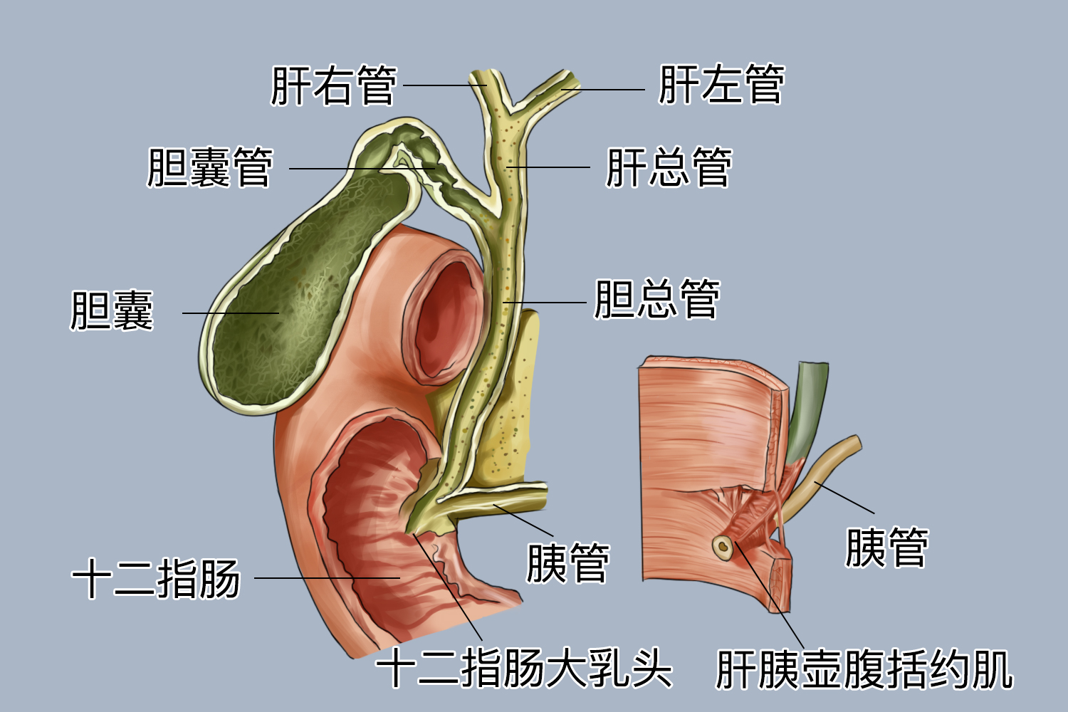肝胰壶腹开口位置图