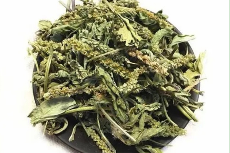车前草入药图