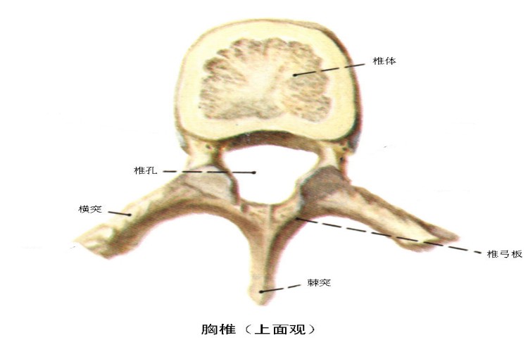 第六胸椎图 第六胸椎图