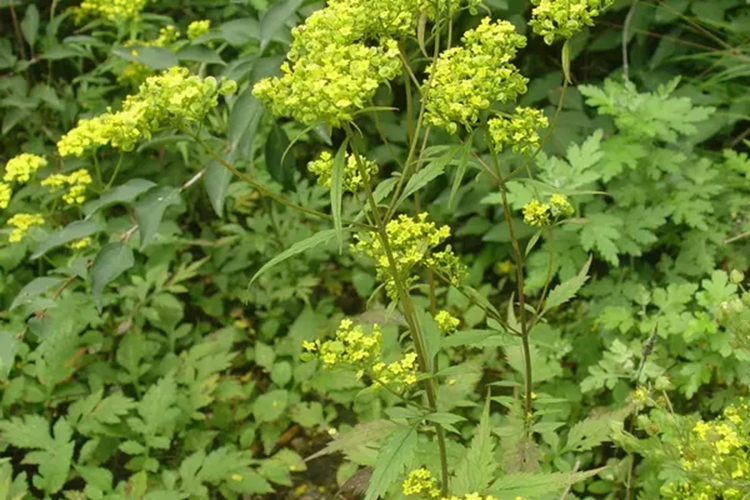 黄花败酱草形态图 黄花败酱草形态图