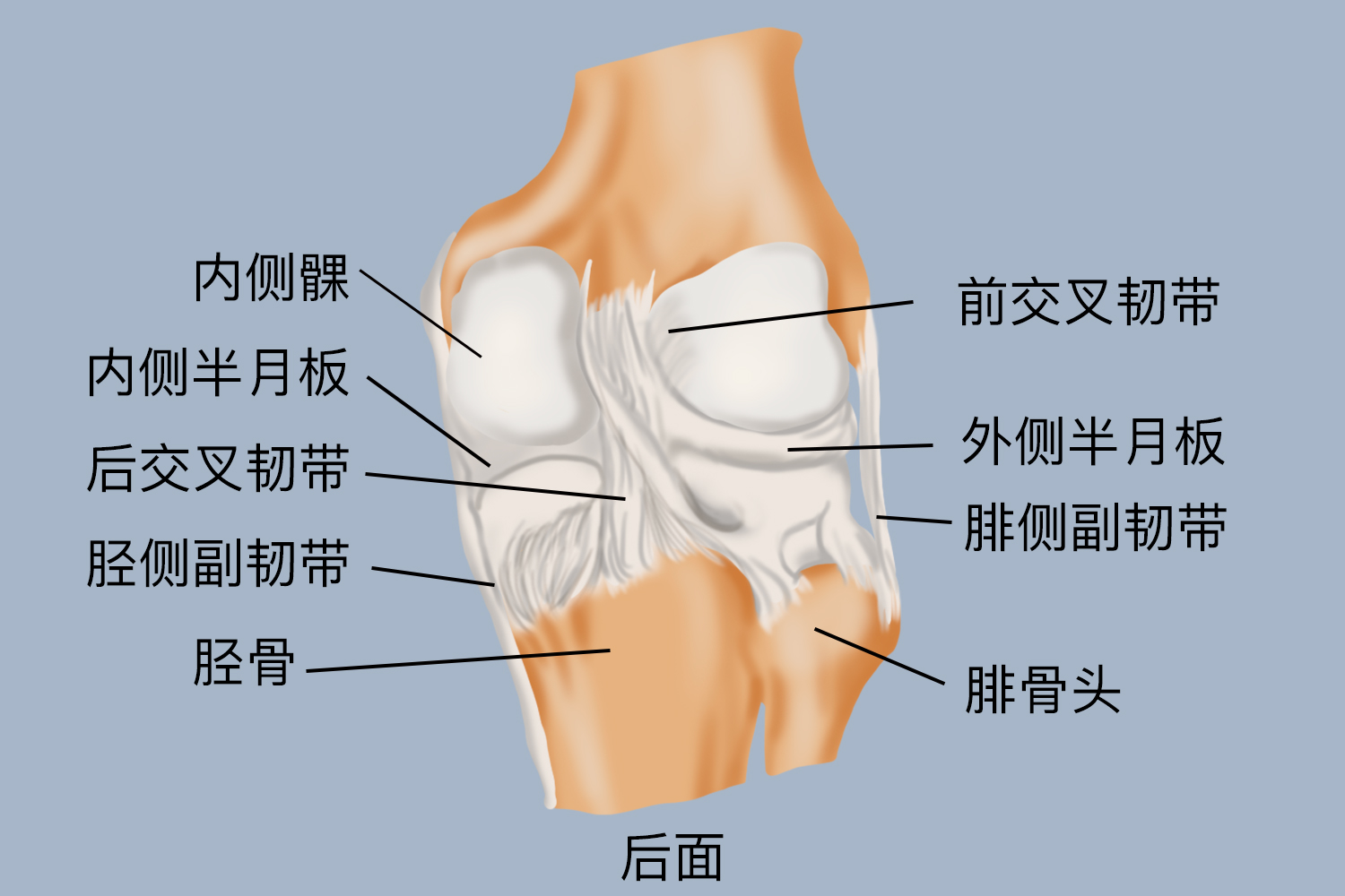 膝关节后面结构图