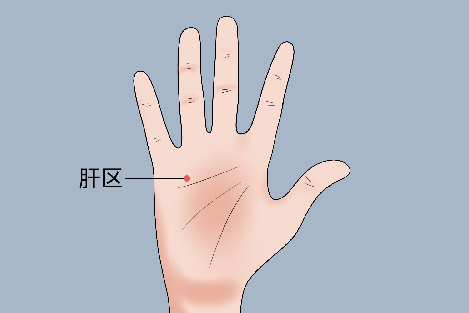 手掌肝区位置图