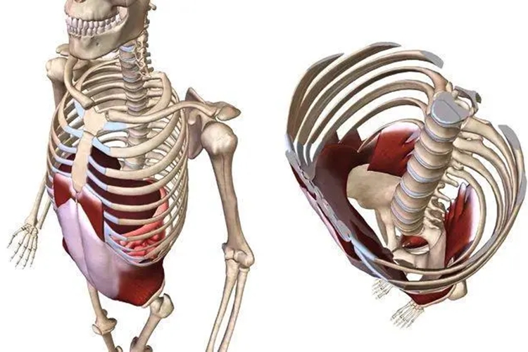 胸廓上、下口图