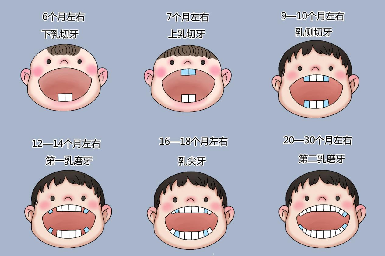 宝宝出牙顺序图