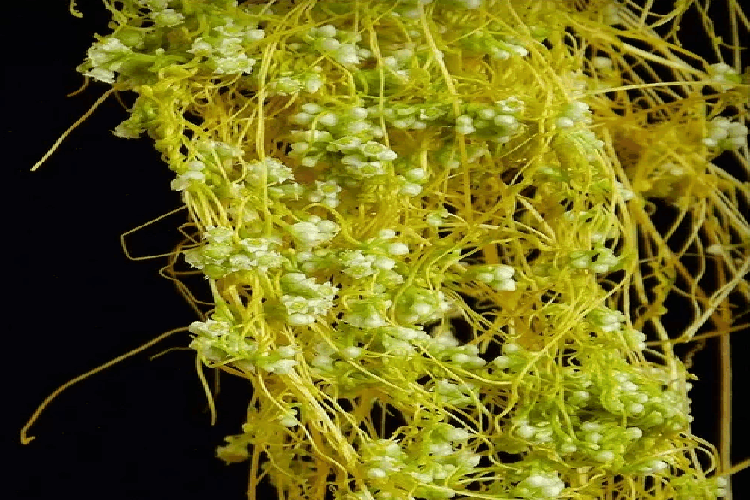 菟丝子植株花枝图