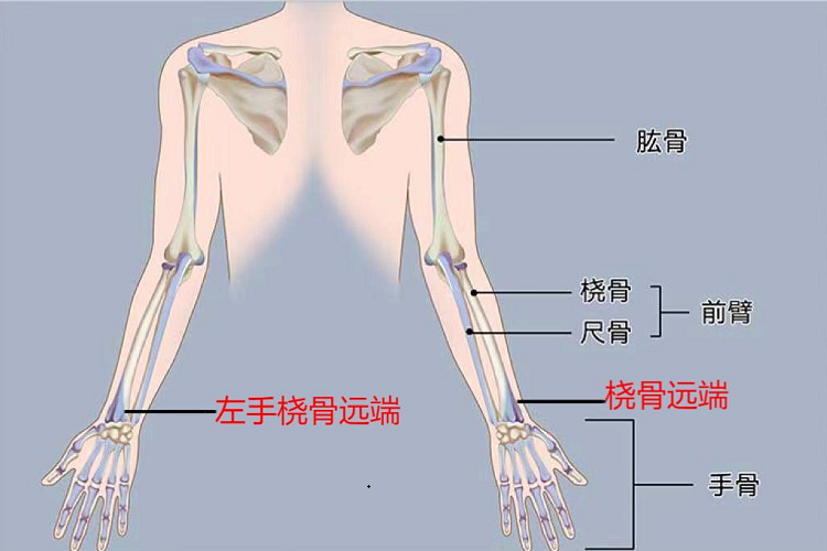 正常左手桡骨远端图