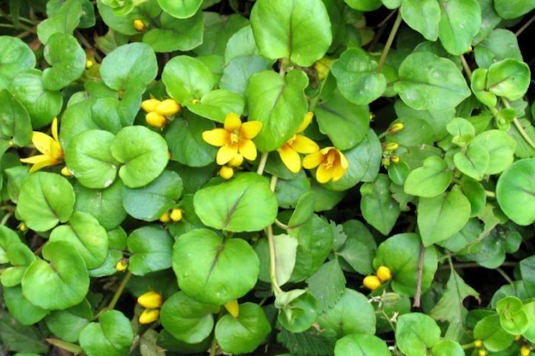 川金钱草植株图