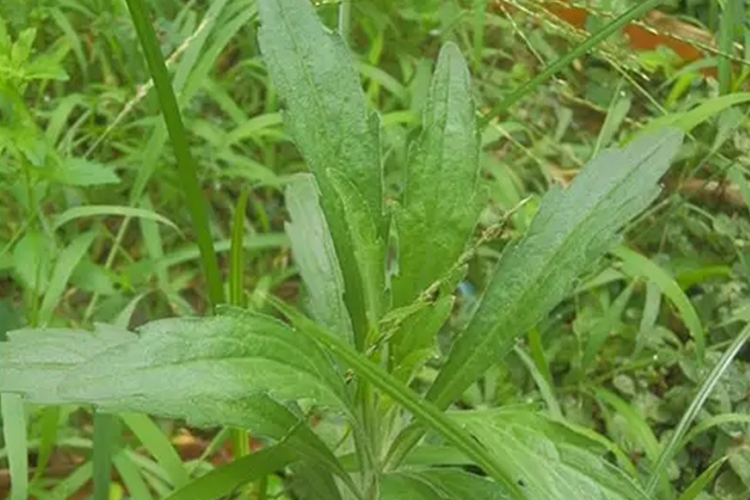 白酒草原植株图